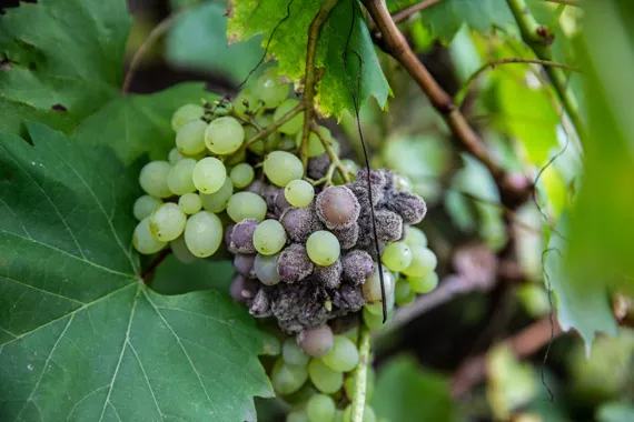 Botrytis Cinerea: vysoce infekční zabiják plodin